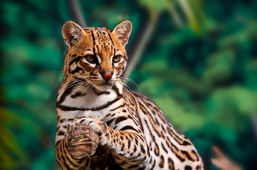 Wildlife Wonders: The Common, Rare & Dangerous Animals in Cancun You Might Meet!