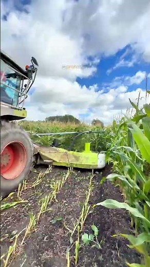 Harvesting Maize with Claas Jaguar 870 Forage Harvester | Fred Walter & Sons