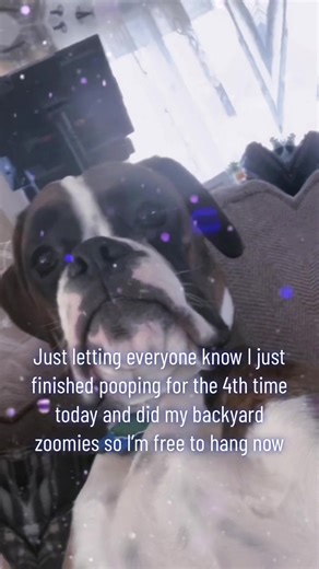 Playful Boxer Puppy Loves to Giggle and Play with Pet Parents