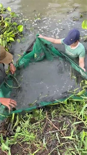 Trapping giant eel fish with primitive technology