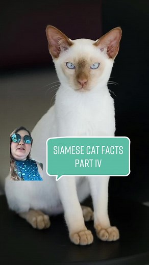 Fascinating Facts About Siamese Cats