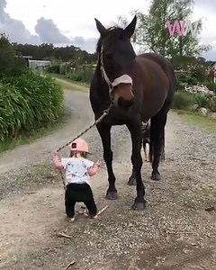 380K views · 7.1K reactions | Just a little baby walking a HUGE horse  | Betches | Facebook