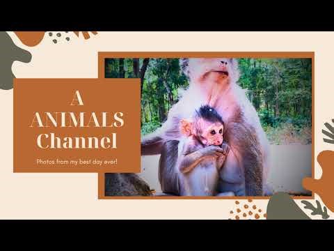 Watch This Baby Monkey Explore the Wild! | Live Stream Eps 2