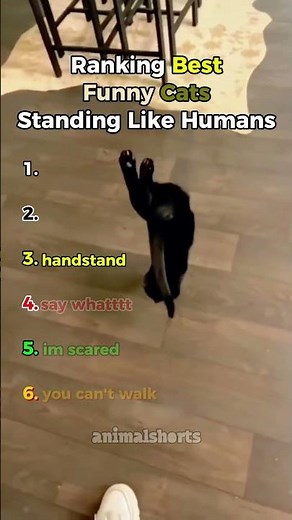 Ranking Best Funny Cats Standing Like Humans