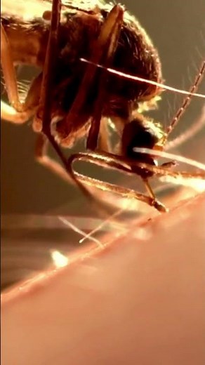 Genetically Engineered Mosquitoes: The U.S. Solution to Mosquito Control!