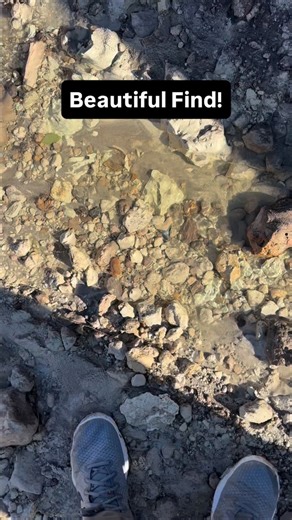 Absolutely gorgeous blue and white Bone Valley Megalodon shark tooth found by @electric_fossils! Some of the most colorful shark teeth in the world come from the Bone Valley Fossil Formation, known for their beautiful white roots and vibrant colors. Check out that white bourlette too( gumline band in between the root and the blade). Mother Nature continues to amazing especially by showing off this masterpiece of a prehistoric juvenile Megalodon shark tooth that almost looks fake or too good to b