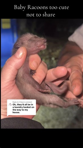 adorable baby raccoons in the Ozarks