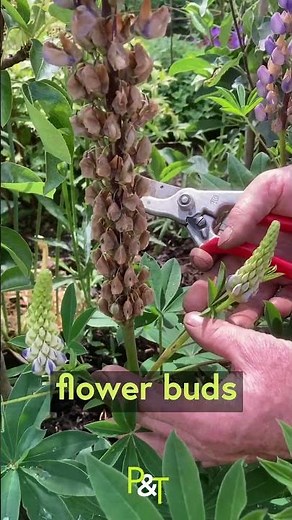How to Deadhead Lupins for a Second Flush of Fabulous Flowers #garden #gardening #gardeningtips