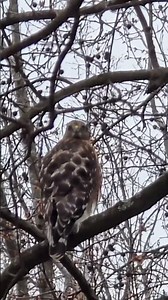 Red Shouldered Hawk