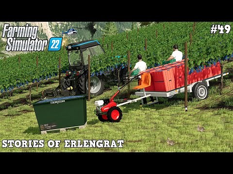 First GRAPE HARVEST by HAND on STEEP SLOPE VINEYARD! 🍇😱⛰️ | Erlengrat | FS22 | Timelapse #49