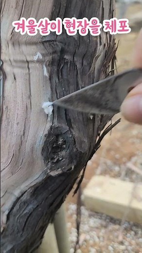 Mealybug