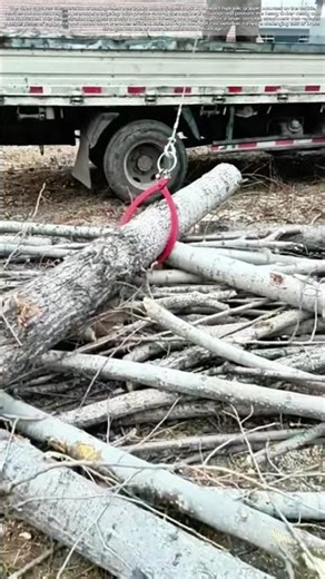 Loading Timber: The Small Hook That Hauls Whole Logs