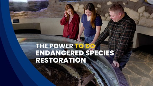 Lake sturgeon are making a comeback in the Great Lakes 🐟 UToledo researchers are key partners in efforts to restore this iconic, endangered species to the Maumee River and western Lake Erie. New tracking data shows promising early success. Learn more: https://www.utoledo.edu/spotlight/sturgeon/ | The University of Toledo