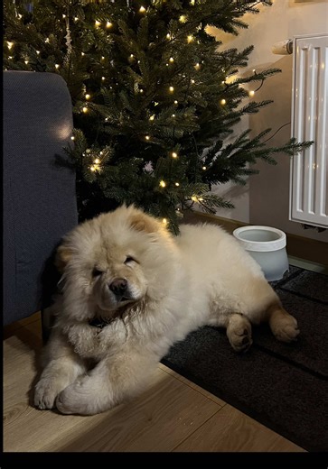 Chow Chow's Joyful Dance Before Walks