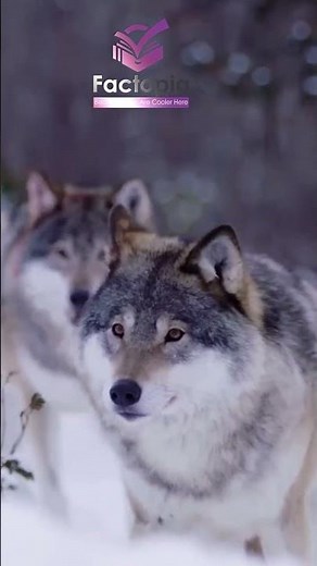 Inside the Mind of the Gray Wolf: Power, Loyalty, and Survival!