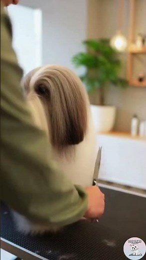 The Ultimate Bearded Collie Glow-Up! ✨ | Professional Dog Grooming