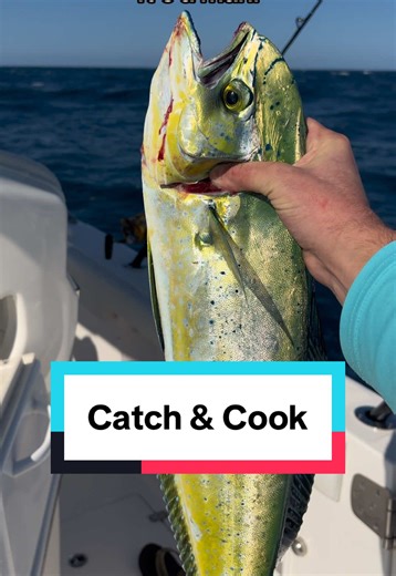 Let’s catch a fish dinner #fishing #fishtok #catchandcook #fish #floridafishing