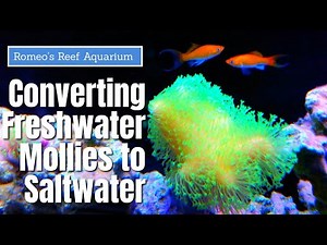 Yes That's Right! Saltwater Mollies!