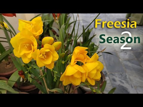How to Grow Freesia from Bulb | Fragrant Flower | Complete Season 20 with Updates