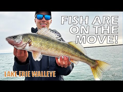 Lake Erie Walleye Fishing, Buffalo Harbor