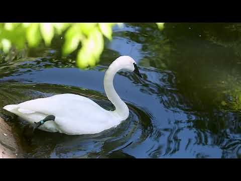 Trumpeter Swan Keeper Chat