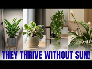 10 Plants That Prefer Low Light to Grow