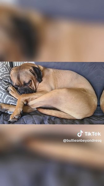 Roosevelt: Adorable Mastiff/Boxer Mix Ready for Adoption