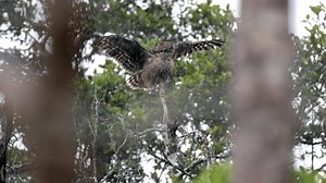 Dusky Eagle-Owl jouant sous la pluie : vidéo de stock (100 % libre de droit) 3551561357 | Shutterstock