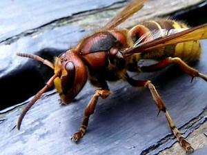 Giant Hornet from Denmark
