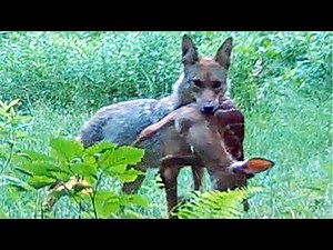 Coyote preying on whitetail fawn