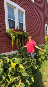 Heather paired caladiums with seasonal accents for an easy, polished look at home—and this is why we love them: ✨ Thrive in sun or shade (choose the right variety) ✨ Bold color all season long ✨ Low maintenance and forgiving ✨ Perfect for hay racks, planters, and porch displays If you want beautiful impact without constant care, caladiums are a go-to. Bonus: more deer resistant. Deer tend to not enjoy this plant for its bitter taste. I have an issue with deer in my area and Caladium are one plan