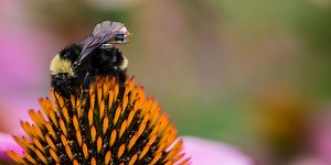 Scientists Outfit Bees With Wireless Sensors to Create a "Living IoT Platform"