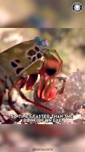 23K views · 272 reactions | On this episode of the wonders of nature.. Peacock Mantis Shrimp  Epic Underwater Puncher! Video from  @1minuteanimals IG | Angry Trini | Facebook