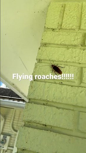 Flying roaches of South Florida!!!