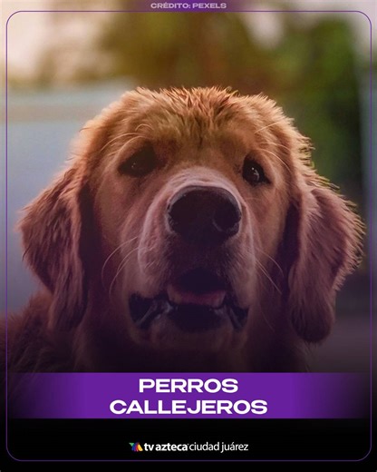 #Noticias | Descubre por qué en Ciudad Juárez los perros callejeros son una problemática social Con información de Gabriel Fernández #Animales #Mascotas #CiudadJuárez | TV Azteca Ciudad Juárez | Facebook