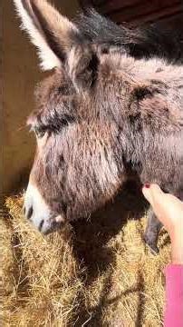 Mama Decibelle definitely deserved her little massage. A wonderful mom. #donkeys #animals #burrito