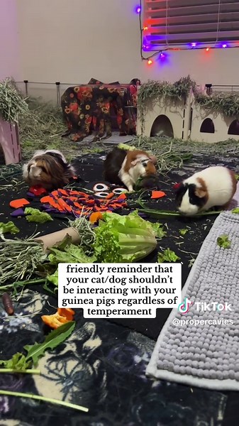 Importance of Keeping Pets Apart for Safety