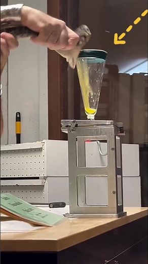 Snake Venom Antidote Making