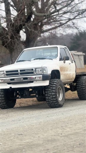 Amazing Dog Running Compilation and Tricks