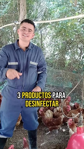 252K views · 6.4K reactions | 3 productos para desinfectar el galpón de gallinas ponedoras ¡Aprende con nosotros! #gallina #gallinas #Ponedoras #gallinasponedoras #campo #avicola #avicolas #emprendimientoavicola #gallinaspro | Gallinas Pro | Facebook