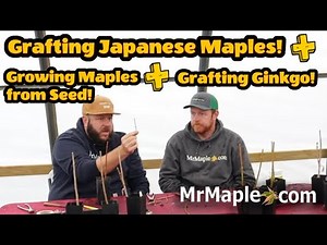 How to graft Japanese Maples & Ginkgo + Growing Maples from Seed!