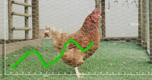 Green line graph animation over chicken walking in fenced yard