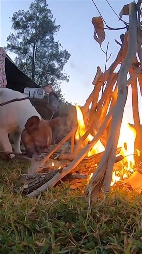 Rolling out the swag and setting up camp in just 30 seconds 🏕️ #campinglife