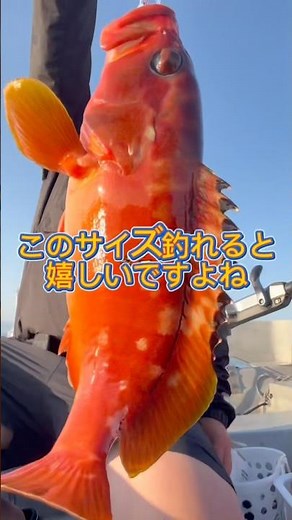 朝から良型アカハタ！やっぱりアカハタわ40㌢超えを釣らなくちゃ！#釣り #船釣り #アカハタ#fishing