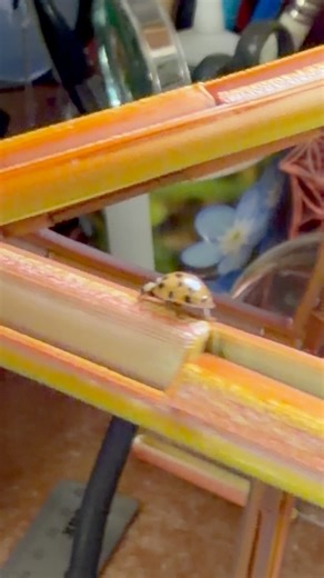 Watch this little chap explore the Hexa Zen Geometry of the Icosidodecahedron #natureofflowers #sacredgeometryartist #artworks #ladybird #icosadodecahedron | Natureofflowers