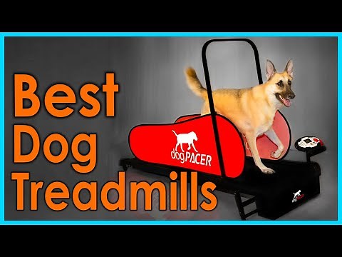 Best Dog Treadmills [Top 5 Picks]