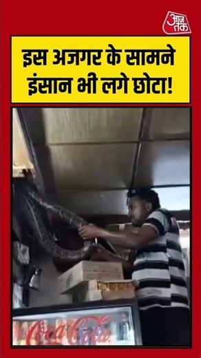 इस अजगर के सामने इंसान भी लगे छोटा! #snake #python #viralvideo #shortsvideo
