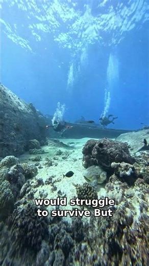 Ocean Currents: Secrets of Climate & Marine Life Revealed