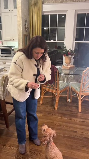 Alfie is the human equivalent of a kindergartener, and his little brain is just exploding. He can learn a trick in about five minutes now-this weekend he perfected Dance, Paw and High Five. what should I teach him next! ? | Melissa Roth Tarleton