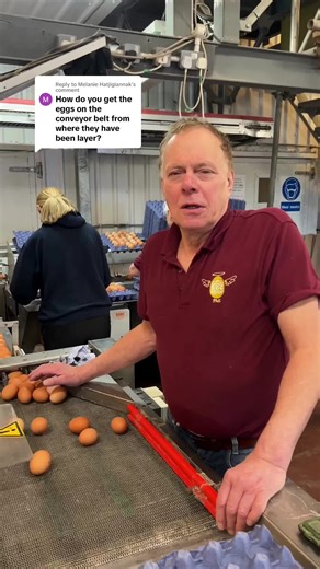 Exploring Our Modern Egg Farm Operations